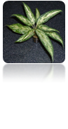 Aglaonema silver queen